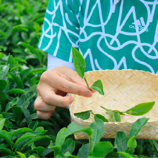 Nanatomo Tea Power ななともお茶畑体験